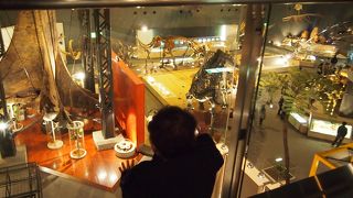 標本の迫力がすごい