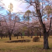 蓼科の桜の名所、聖光寺