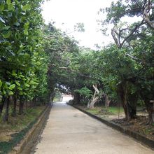 緑の道を抜けていきます