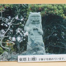 東塔のシーサーは子獅子をなめています