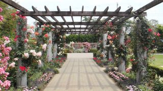 バラの時期は見事です