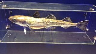 めんたいこ試食がうれしい