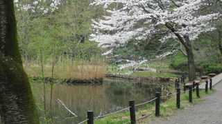 鳥の鳴き声がすごい