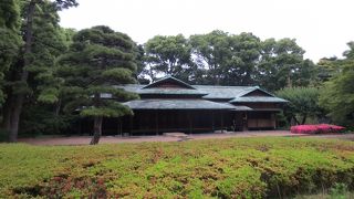 お茶は飲めません