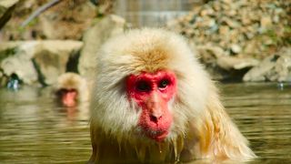 猿が温泉に入る珍しい地獄谷野猿公苑