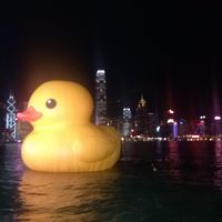 裏にはアヒルが