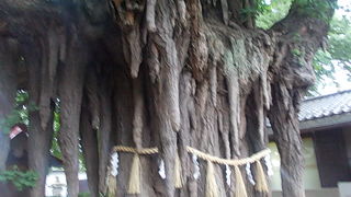 凄くインパクトのある銀杏の巨木でした