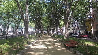 欅並木の下で休憩するのに良い場所です