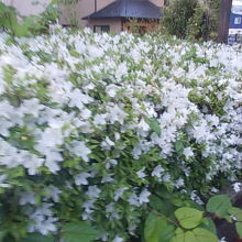 白ツツジも見事でした