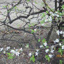 庭園の草木が美しい