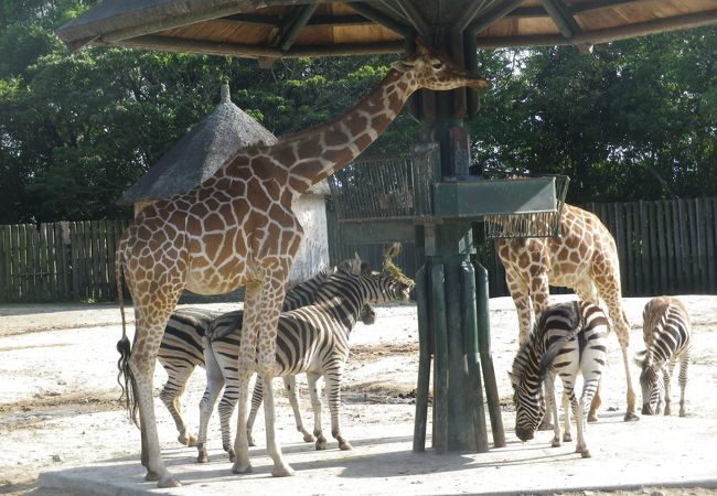 東武動物公園 クチコミ アクセス 営業時間 蓮田 白岡 フォートラベル 東武動物公園 クチコミ アクセス 営業時間 蓮田 白岡 フォートラベル