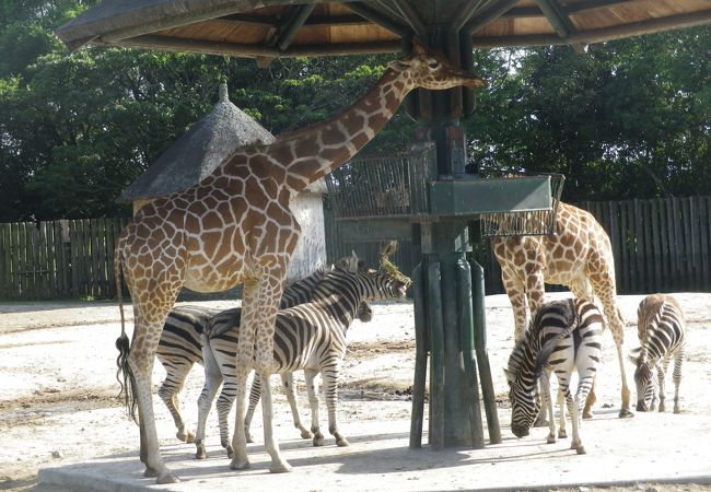 キリンとシマウマがいます