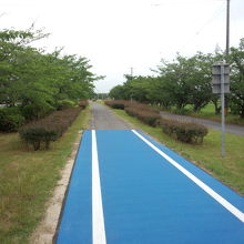 豊田安城自転車道の桜並木