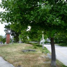 木が生い茂ります