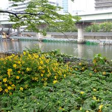 色々な花が咲きます