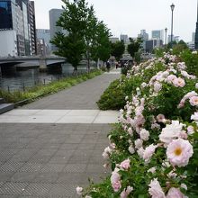土佐堀川沿いの中之島公園のバラ