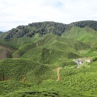 少し下ると茶畑を見ながらBoh Teaを飲める所もあります。