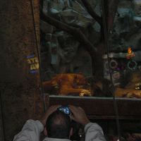 本物のライオン