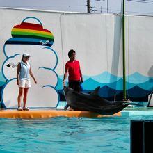 イルカショーの風景