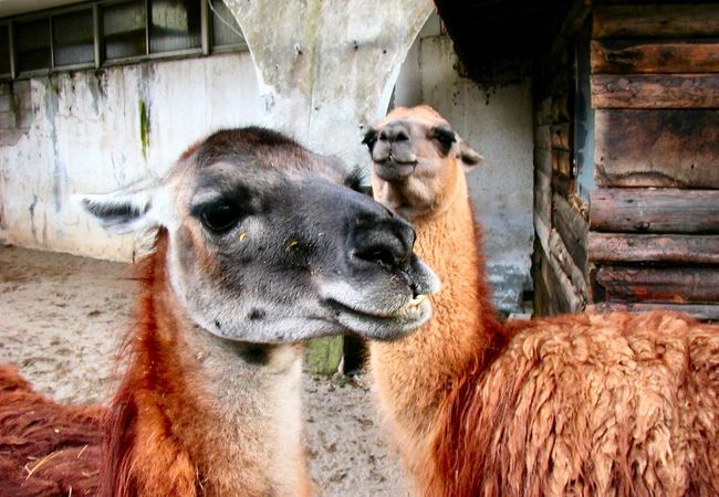 草津熱帯圏 クチコミ アクセス 営業時間 草津温泉 フォートラベル