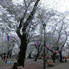 桜の時期にお勧め