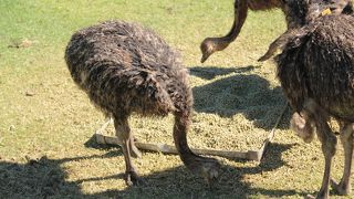 ウエストコーストケープタウンダチョウ園