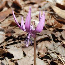 裏山に咲くカタクリの花