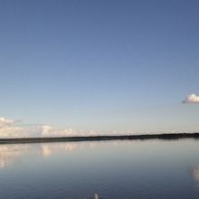 ウトナイ湖の白鳥