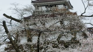 桜に映えるお城