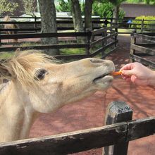 えさやりが楽しい