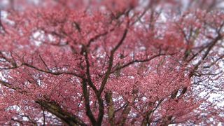 小高い丘の大桜