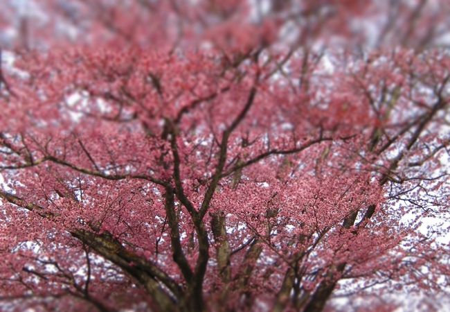 小高い丘の大桜