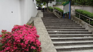 緑に囲まれた階段です