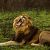Schotia Safaris Private Game Reserve