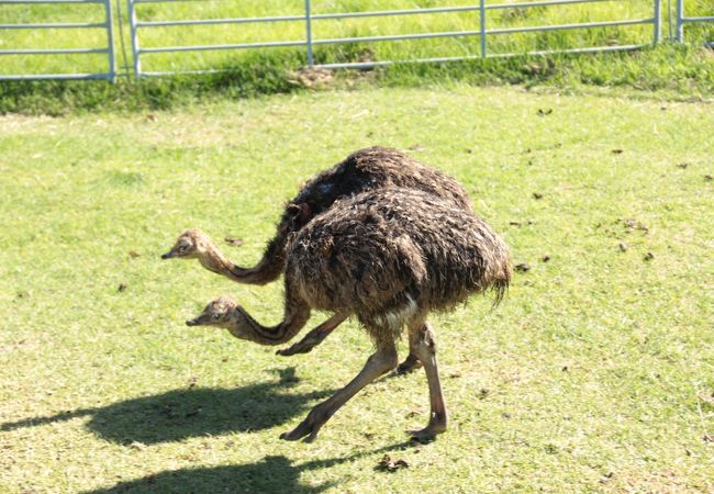 ウエスト コースト ダチョウ園