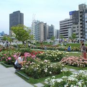 大阪のオフィス街の真ん中にあるバラ園