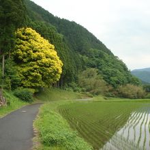2007年6月17日（いちばん目立つ頃）