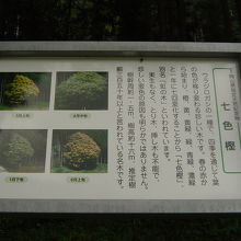 樹の手前にある案内板。年々、汚れてきています。