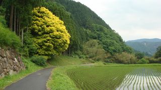 四季を通 じて7回も葉の色が変化