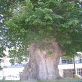 東根の大ケヤキってパワースポット！？