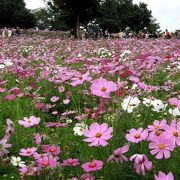 ９月～１０月の昭和記念公園は、満開のコスモスが楽しめる