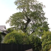 天然記念物に指定された樹齢600年の巨樹