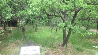 約１００ 本ある梅の中には、一本の木に紅白の花をつける珍しい源平咲き分けの梅がある