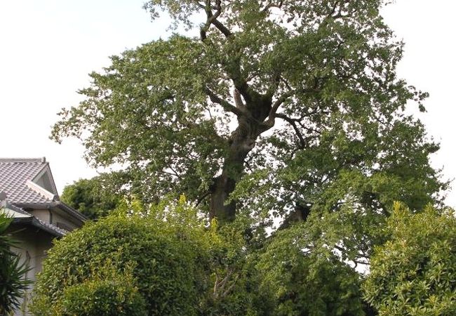 天然記念物に指定された樹齢600年の巨樹