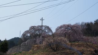 見事なしだれ桜です
