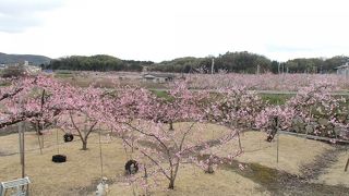 文字通りの「桃源郷」