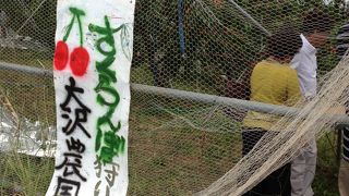 さくらんぼ狩りはここ！