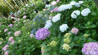 アジサイがすごい！