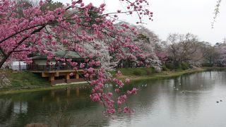 桜を見るならココ！