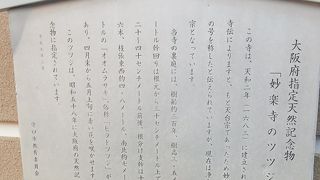 オオムラサキ、俗称ヒラドツツジで、昭和58年（1983年）に大阪府の指定天然記念物に